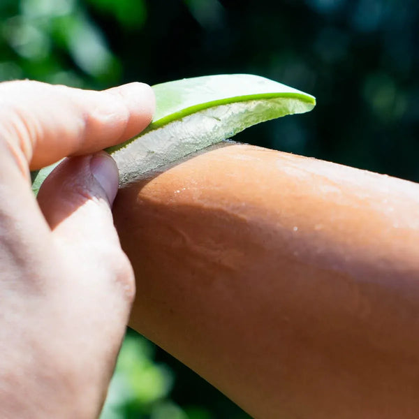 Aloe vera Blatt frisch