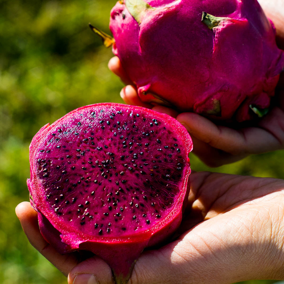 Fruit du dragon rouge