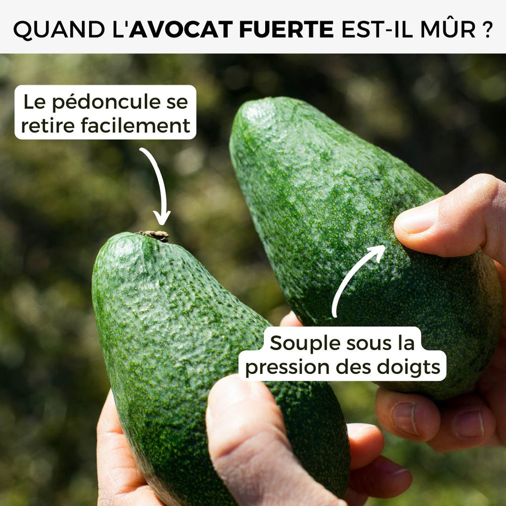 Avocat Fuerte