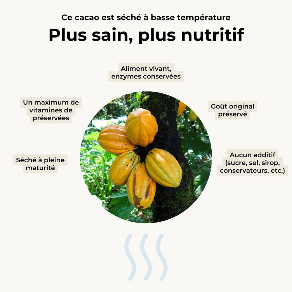 Fèves de cacao décortiquées et séchées