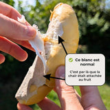 Durian Mon Thong décortiqué