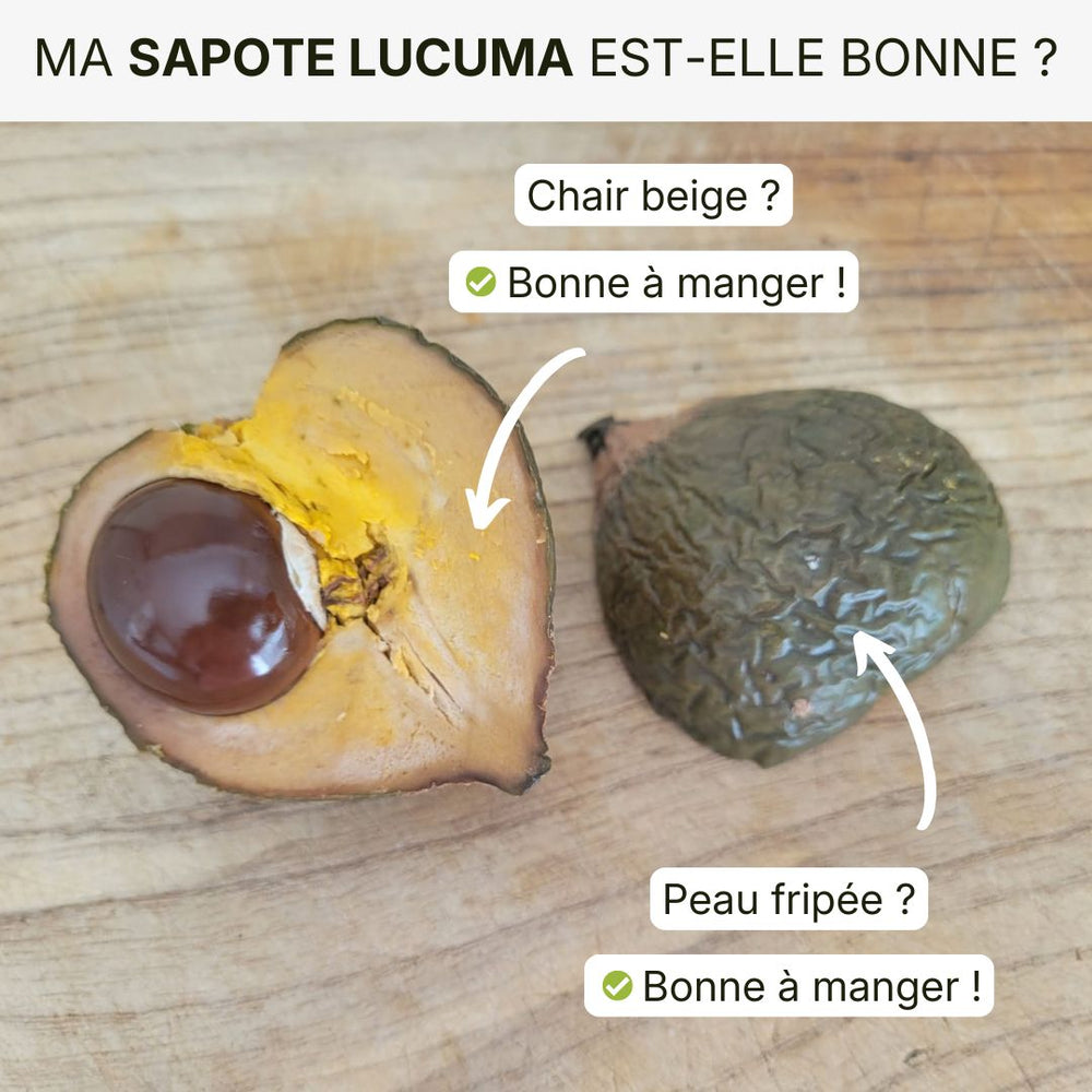 Sapote Lucuma