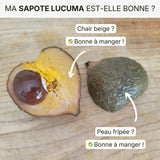 Sapote Lucuma