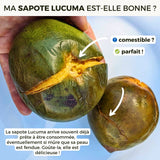 Sapote Lucuma
