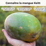Mangue Keitt