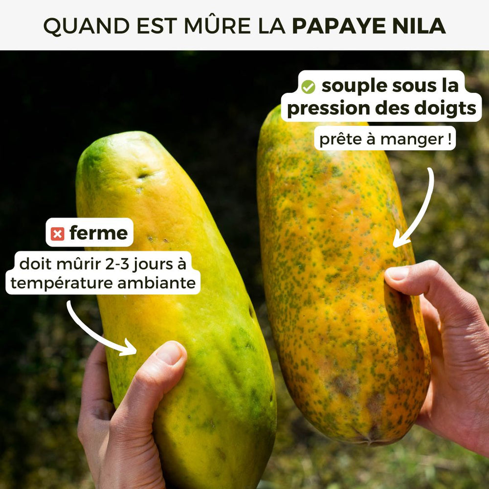 Papaye Nila