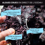 Algue Dulse séchée