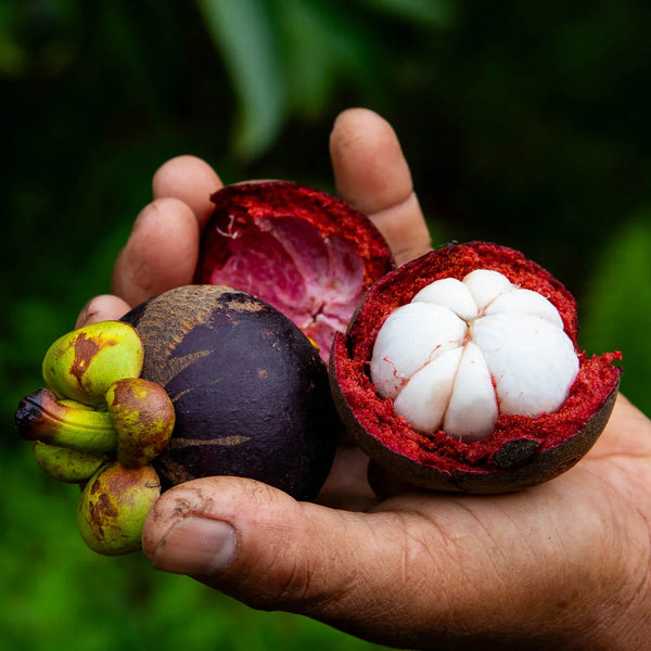 Mangostan