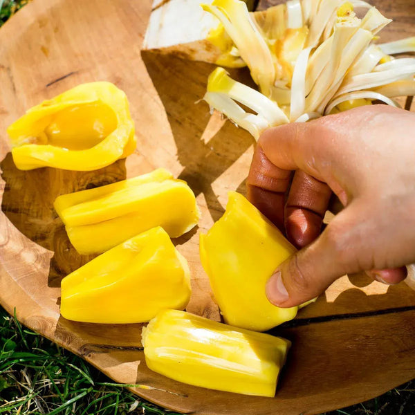 Jackfrucht reif Phet