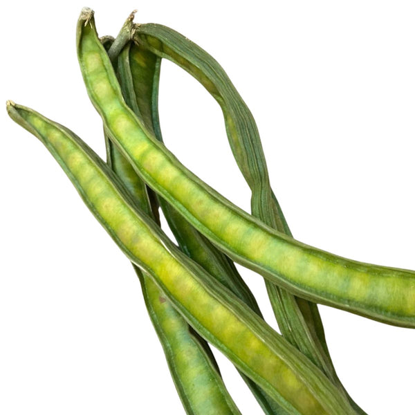 Jinicuil – Ice Cream Bean