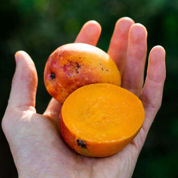Mango Paradisio (Tropigold) mini