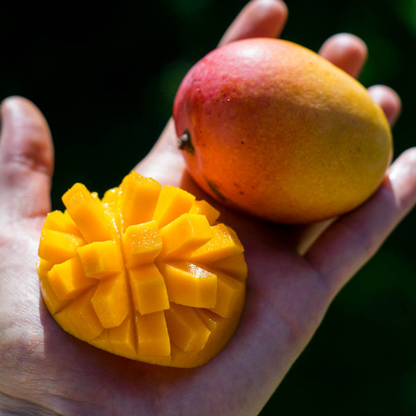 Mango Paradisio (Tropigold)