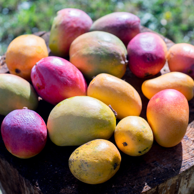 Mangue (variétés diverses)