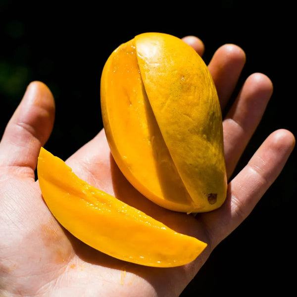 Mango Honig Ataulfo