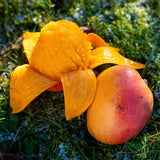 Orange fruit with a yellow flower on a grassy background
