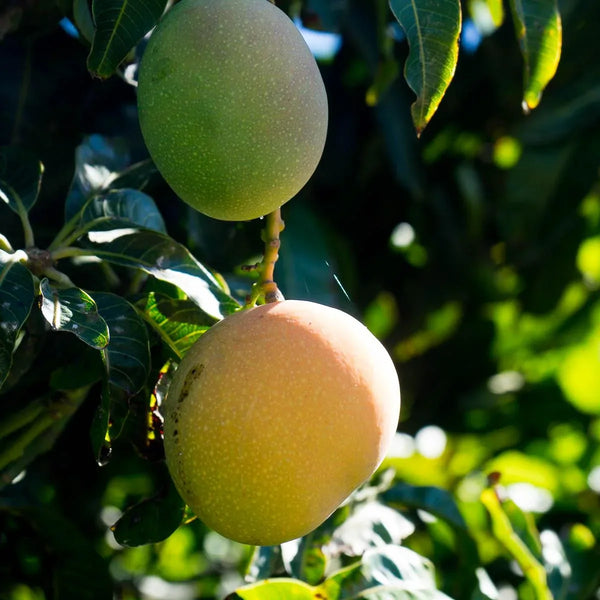 Mango Paradisio (Tropigold)