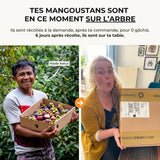 Mangoustan