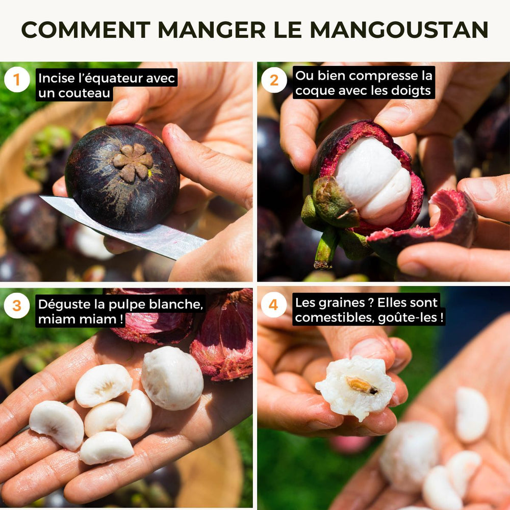 Mangoustan