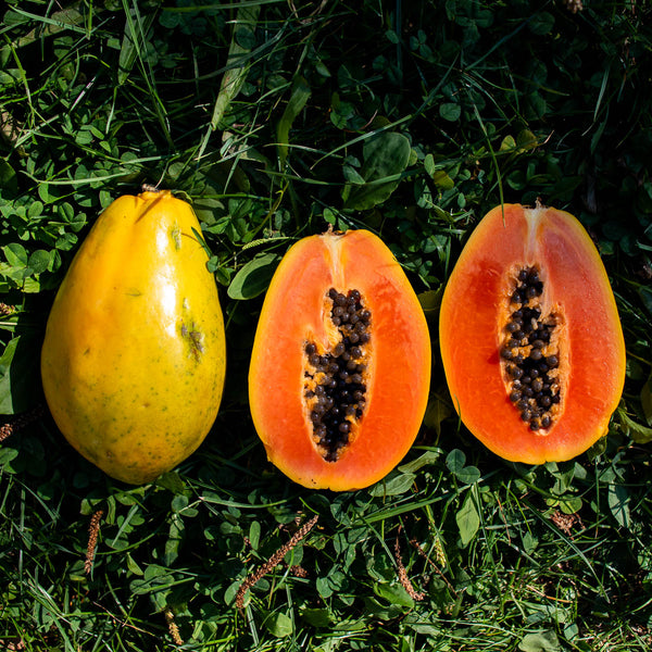 Papaya Golden