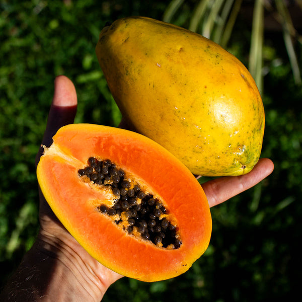 Papaya Golden