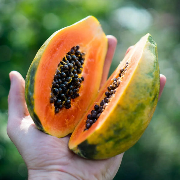 Papaya Solo getrocknet
