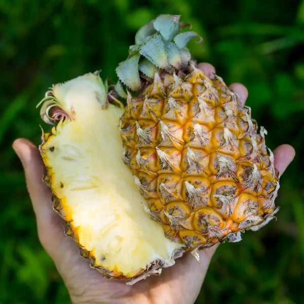 Ananas Victoria Baby