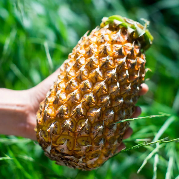 Ananas Mauritius