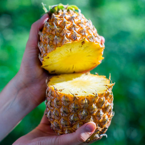 Ananas Mauritius