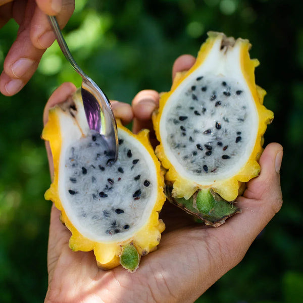 Drachenfrucht (Pitaya) gelb süß
