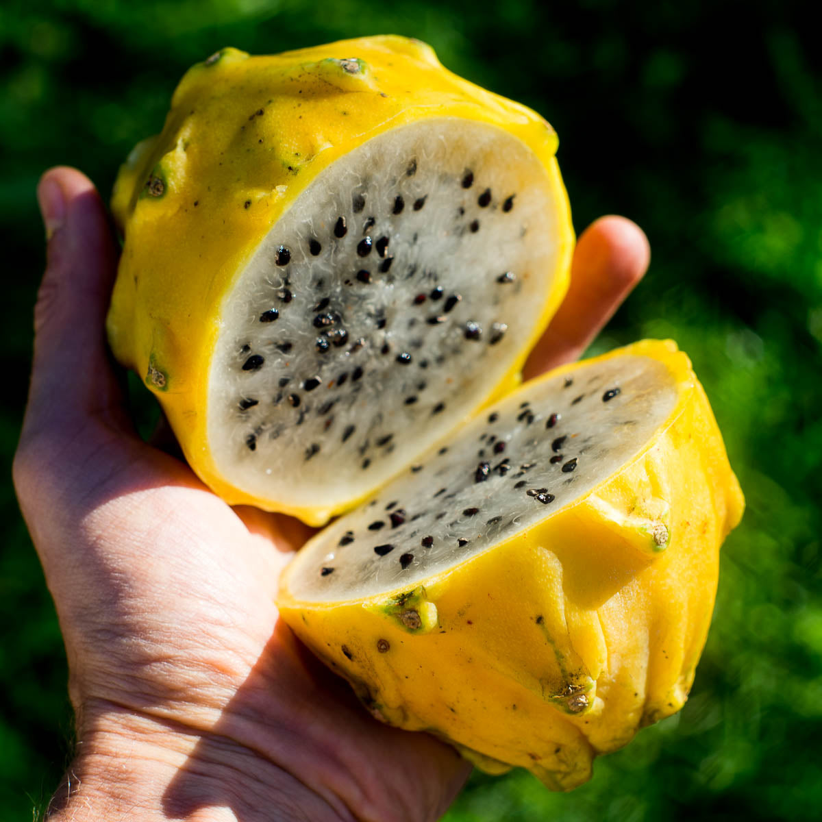 Fruit du dragon jaune sucré