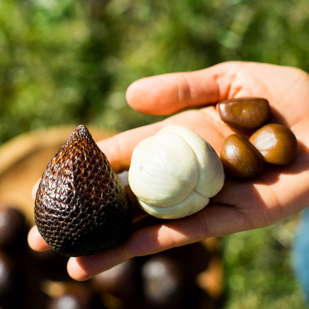 Salak Honey (fruit du serpent)