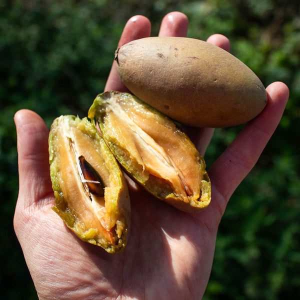 Sapotille Malay