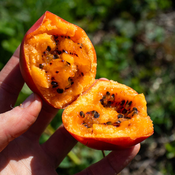Tamarillo