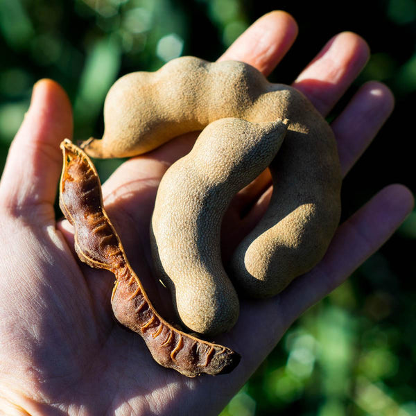 Tamarinde süß