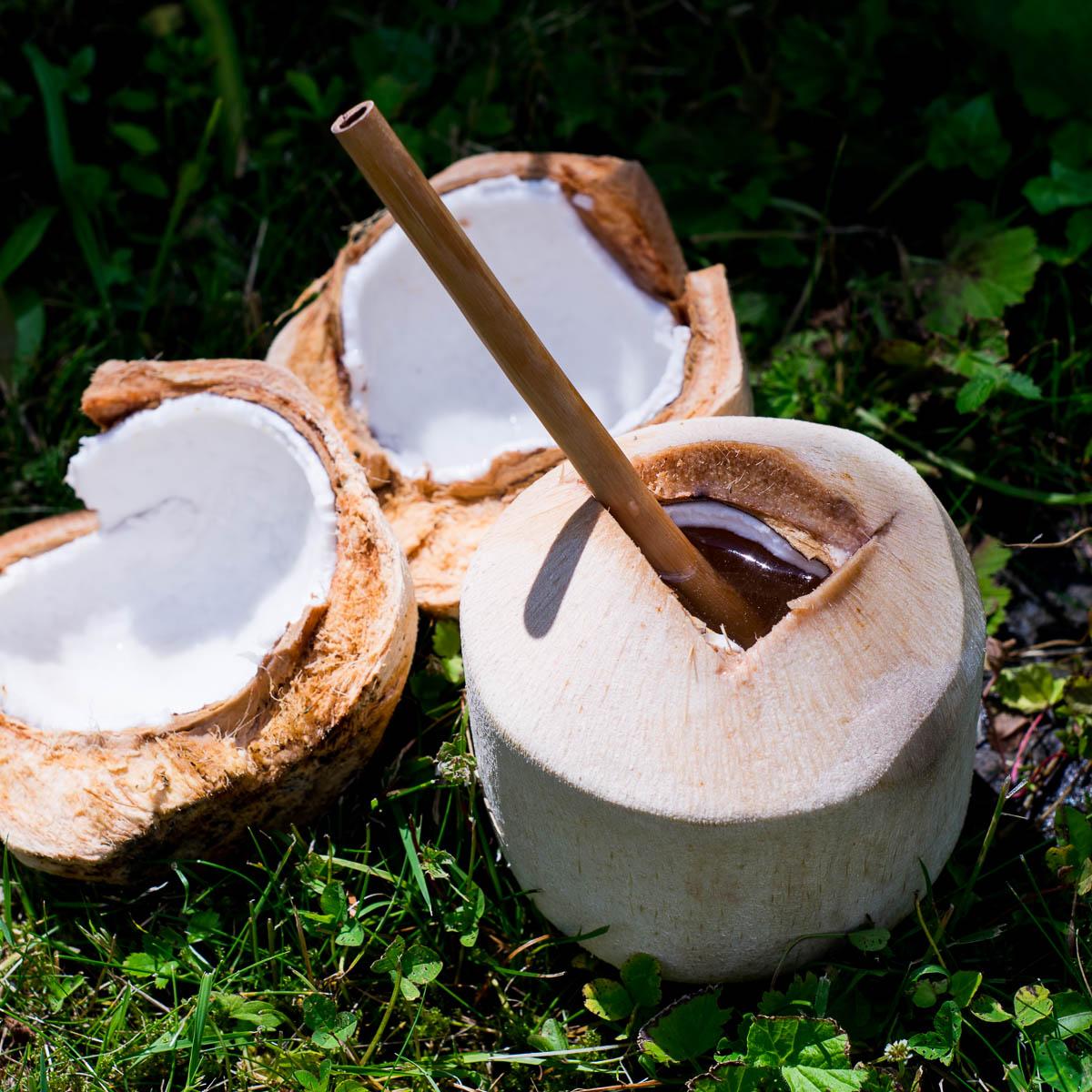Jeune noix de coco fraîche Pagode